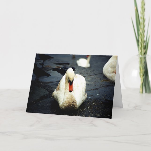Cartão Swan - Galway, Irlanda (Frente)
