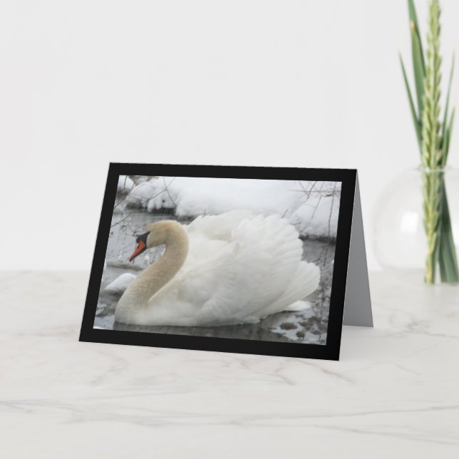 Cartão Swan King (Frente)