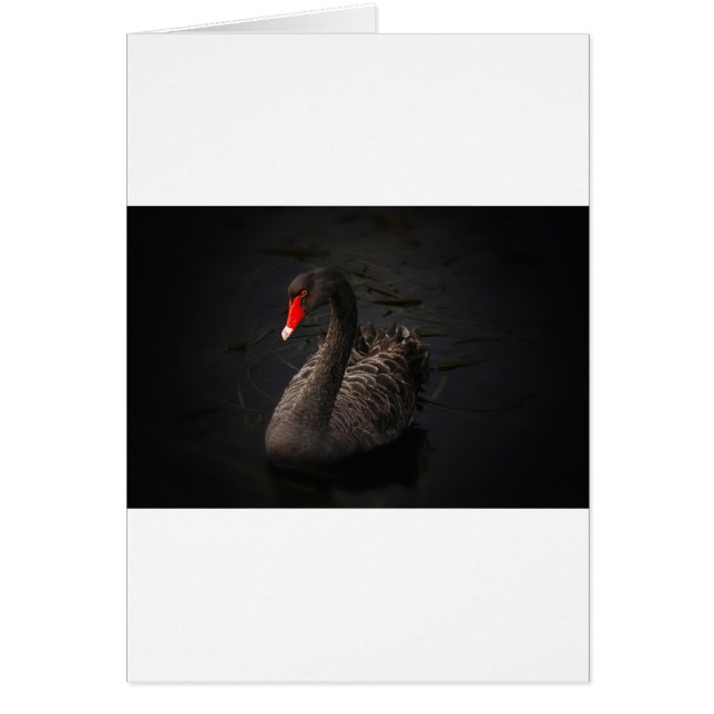 Cartão Swan Negro (Frente)