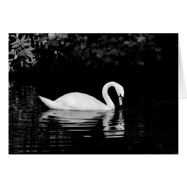 Cartão Swan, Roath Park, Cardiff. (Frente Horizontal)