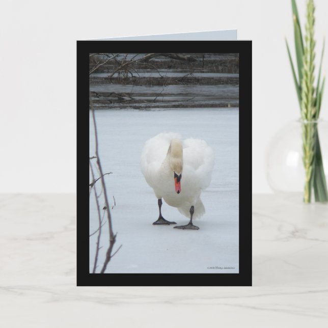 Cartão Swan Territory (Frente)