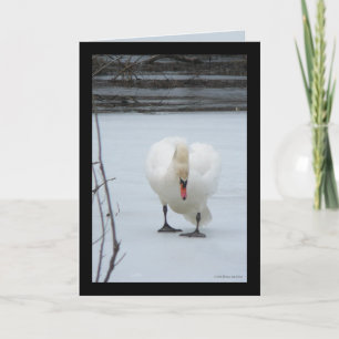 Cartão Swan Territory