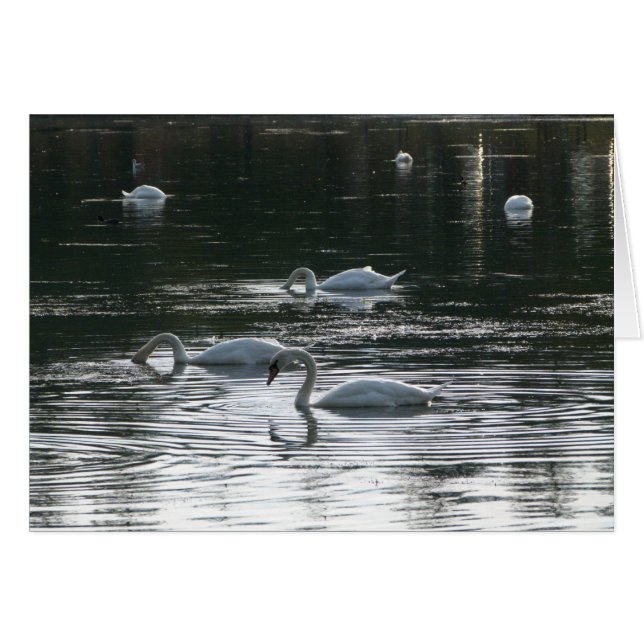 Cartão Swans Feeding, Roath Park Lake, Cardiff (Frente Horizontal)