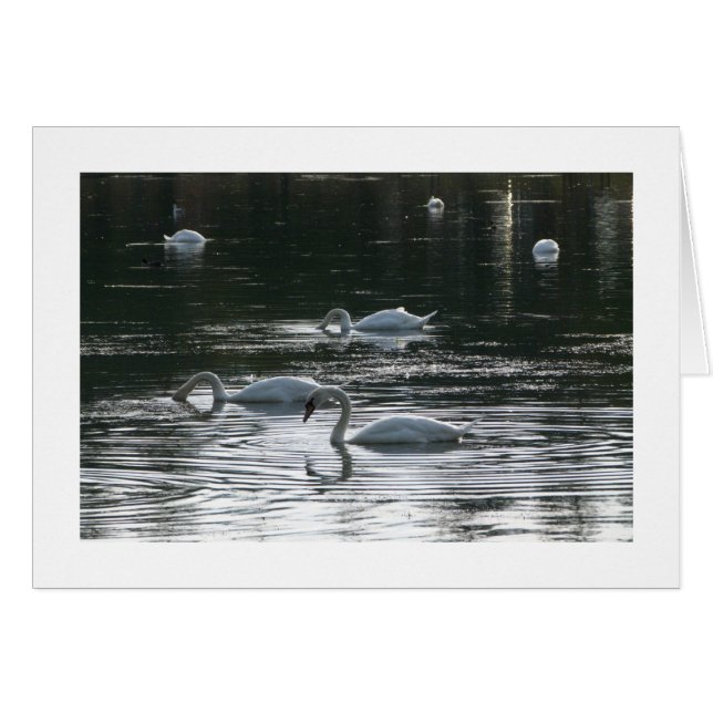 Cartão Swans Feeding, Roath Park Lake, Cardiff - Bord (Frente Horizontal)
