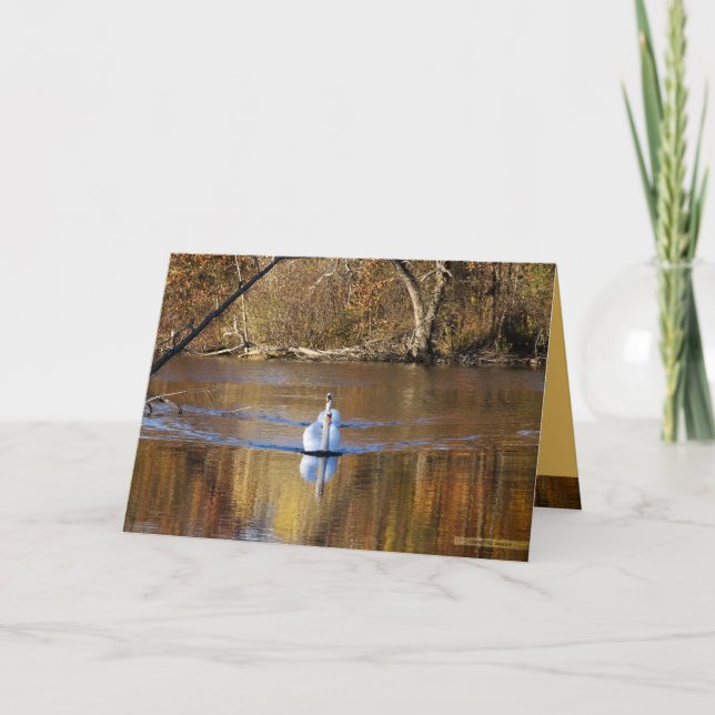 Cartão Swans in Autumn (Frente)