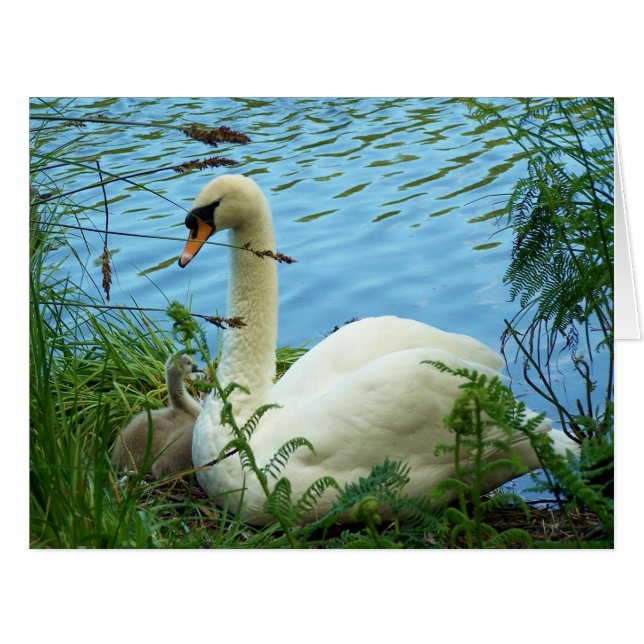 Cartão Swans Nest Large (Frente horizontal)