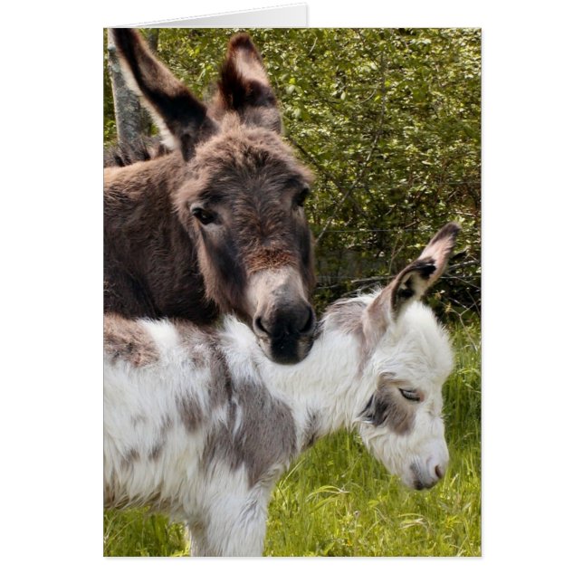 Cartão Swee'pea (Frente)