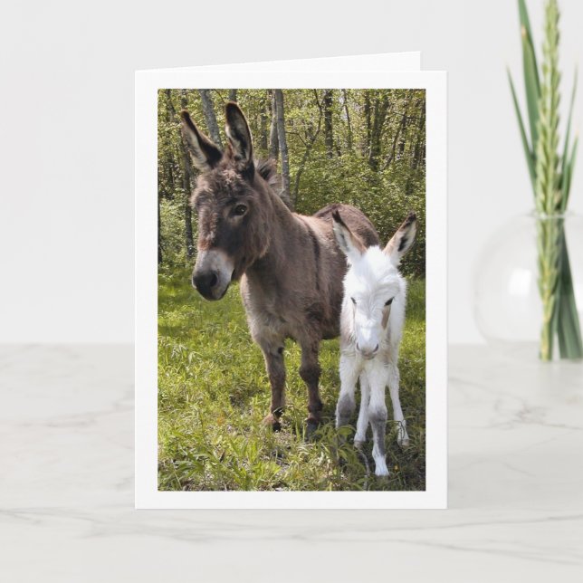 Cartão Swee'pea (Frente)