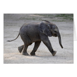 Cartão Sweet Baby Elephant Kibali