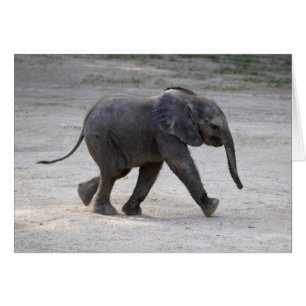 Cartão Sweet Baby Elephant Kibali