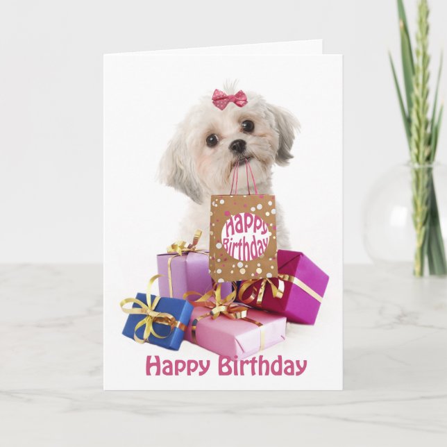 Cartão Sweet birthday card dog Maltese and presents (Frente)