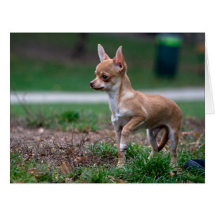 Cartão Sweet Chihuahua Puppy Gundog Wannabe