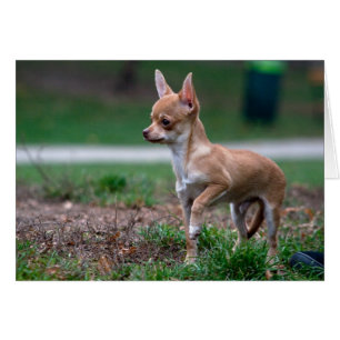 Cartão Sweet Chihuahua Puppy Gundog Wannabe