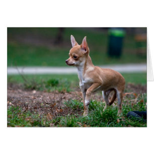 Cartão Sweet Chihuahua Puppy Gundog Wannabe