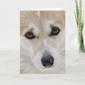 Cartão Sweet Corgi Face Card
