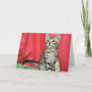 Cartão Sweet Kitten Blank Greeting Card