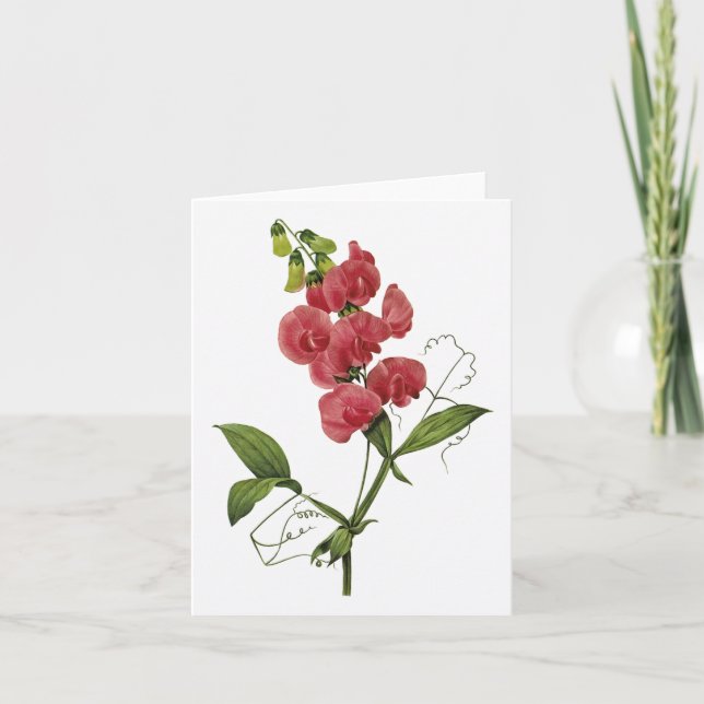 Cartão Sweet Pea Watercolor Blank Note Card (Frente)