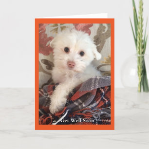 Cartão Sweet puppy wrapped in a blanket Get Well Card