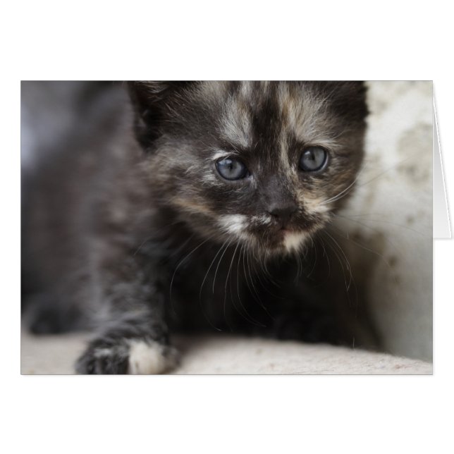 Cartão Sweet Shy TortoisesInferno Baby (Frente Horizontal)