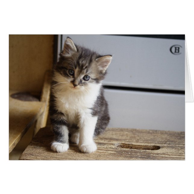 Cartão Sweet Tomcat Kitten (Frente Horizontal)