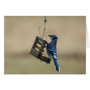 Cartão Swing Blue Jay