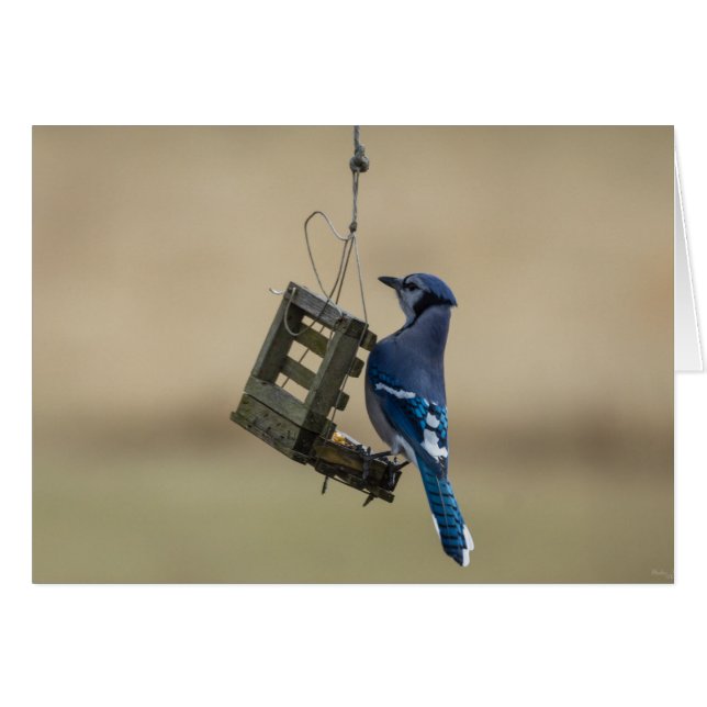 Cartão Swing Blue Jay (Frente horizontal)