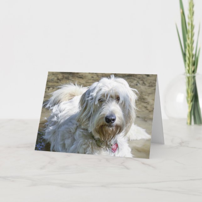 Cartão Sympathetic dogs help ease the pain over pet loss (Frente)