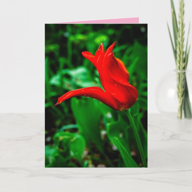 Cartão Sympathy Card with a Photo of a Canna Lily (Frente)