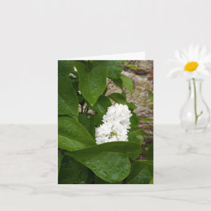 Cartão Syringa, Flor Lilac Branco com Colírio