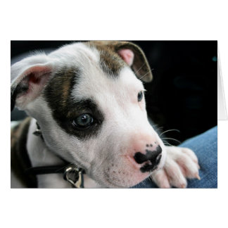 Cartão T-Osso do pitbull do filhote de cachorro