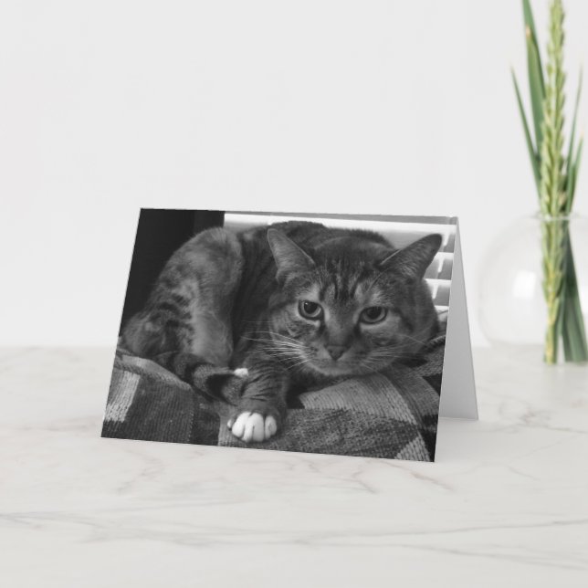 Cartão Tabby Cat (Frente)