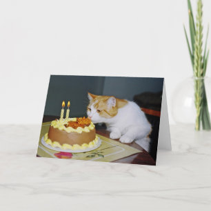 Cartão Tabby Cat Birthday