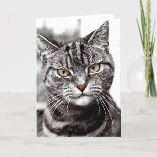 Cartão Tabby Cat com placa de atitude