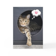 Tabby Cat In Box para Pensar em você