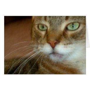 Cartão Tabby Cat Love