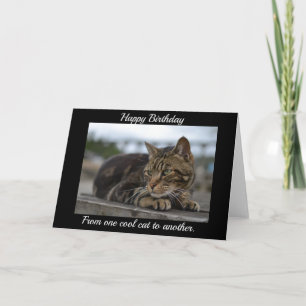 Cartão Tabby cat pronto para ação