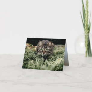 Cartão Tabby, Gato Doméstico