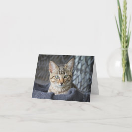 Cartão Tabby Kitten