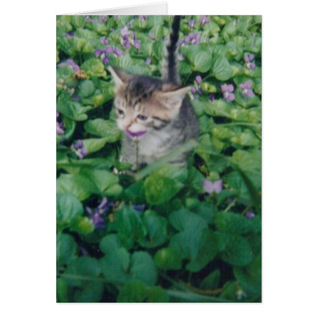 Cartão Tabby Kitten Com Sorriso Violeta (Frente)