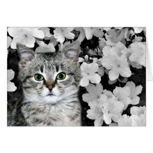 Cartão Tabby kitten em azaleas