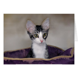 Cartão Tabby Kitten em uma cama roxa