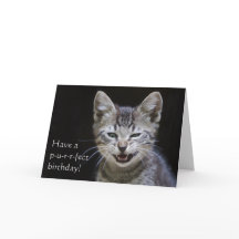 Tabby Kitten Happy Birthday