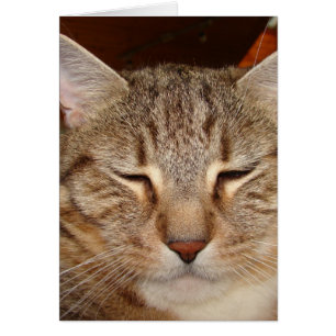 Cartão Tabby Tiger Cat