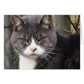 Cartão Tabuleiro de gordura GRUMPY