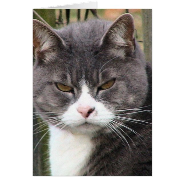 Cartão Tabuleiro de gordura GRUMPY (Frente)