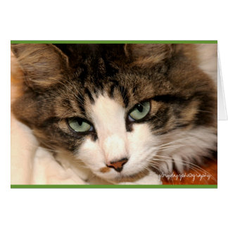 Cartão taj, fotografia de glorydaysfografia