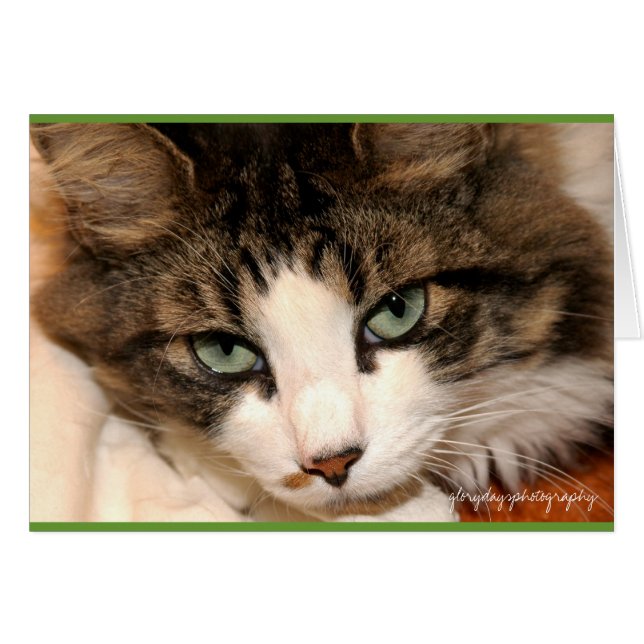 Cartão taj, fotografia de glorydaysfografia (Frente Horizontal)