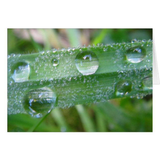 Cartão talo de grama com Wassertropfen, em branco (Frente Horizontal)