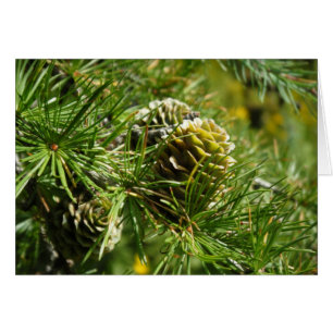Cartão "Tamarack Cone"