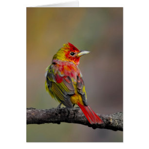 Cartão Tanager Escarlate em Muda - Fotografia Original